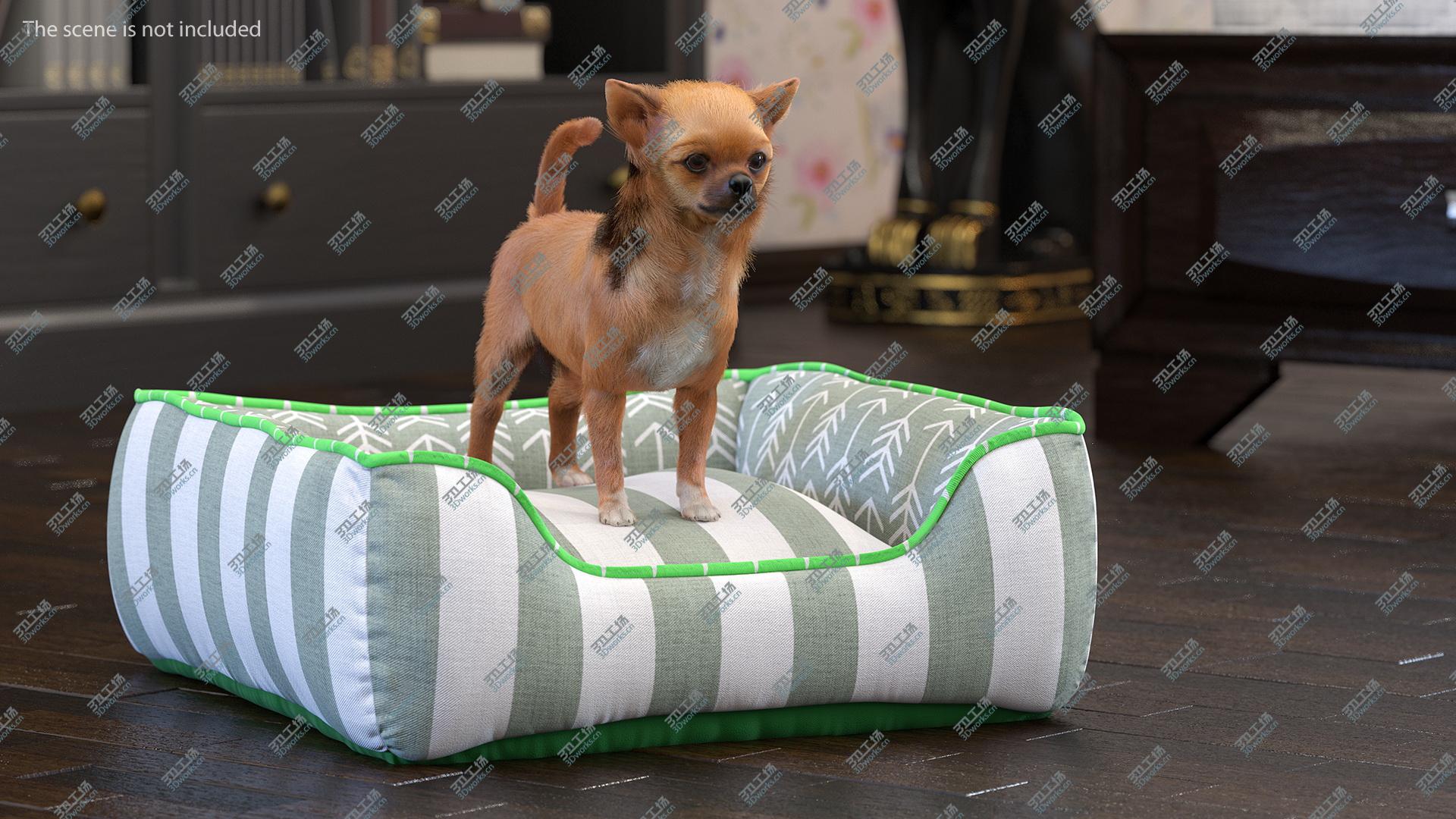 images/goods_img/202104021/3D Chihuahua in Dog Bed with Fur model/5.jpg